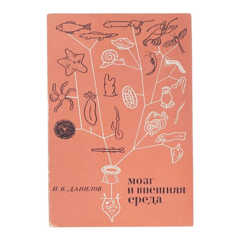 Мозг и внешняя среда