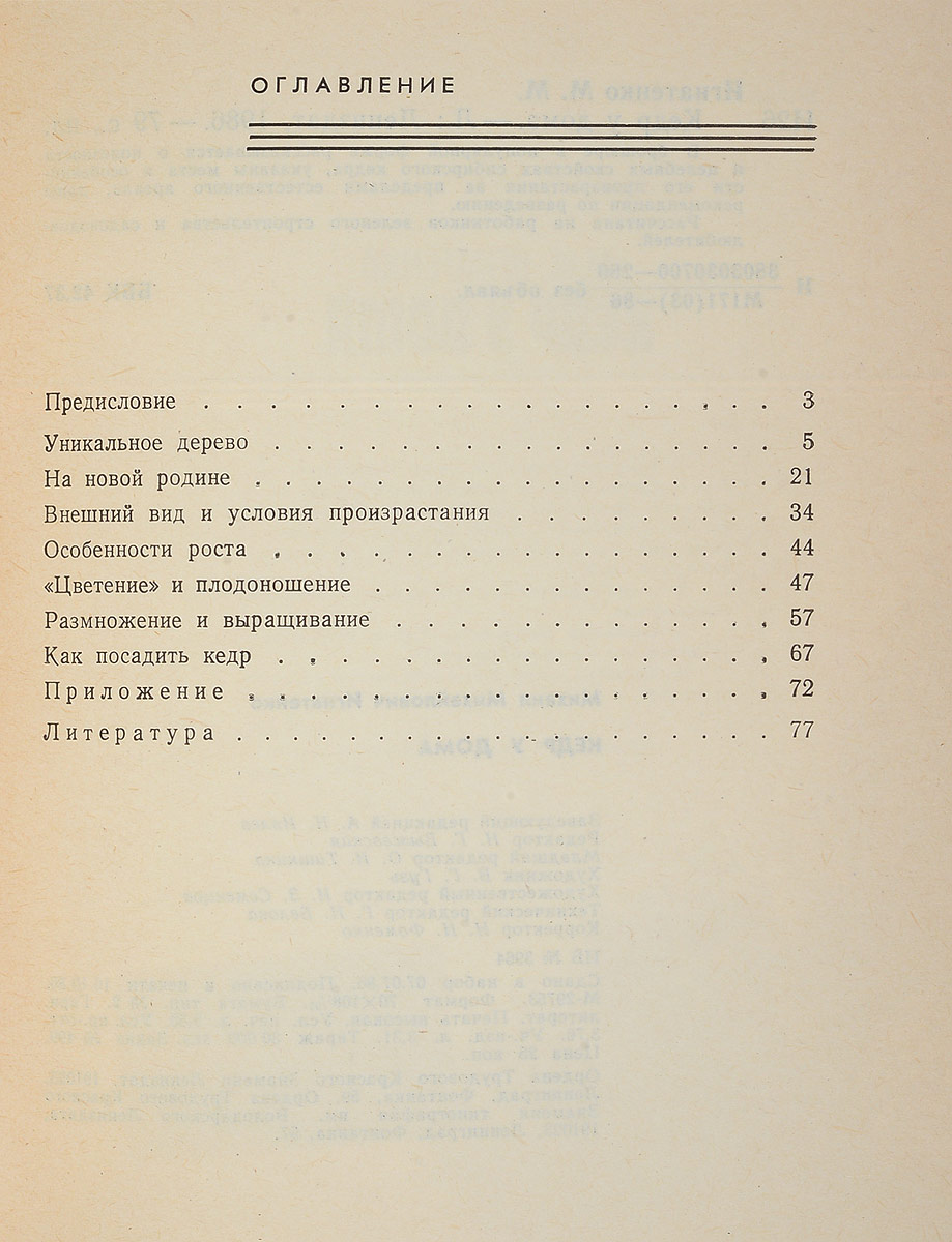 Кедр у дома — изображение 2